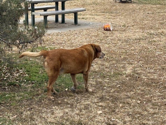 Lost Dog in Albuquerque, New Mexico — listing photo
