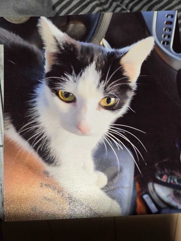 Lost Cat in Granite Falls — listing photo