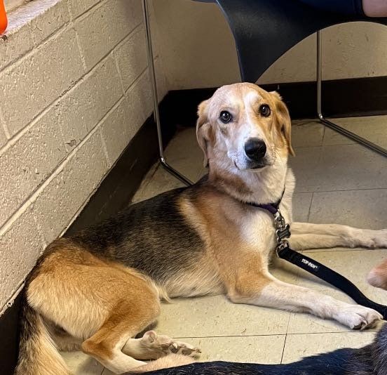 Lost Dog in Phoenix, Arizona — listing photo