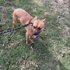 Found Dog in Louisville, Kentucky — listing photo