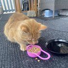 Lost Cat in Chicago, Illinois — Is anyone missing an orange cat? Found in Albany Park near Lawrence and Kedzie