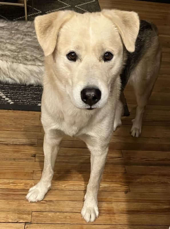Lost Dog in Indianapolis, Indiana — listing photo