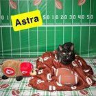 Lost Dog in Kansas City, Missouri — Adoptable Cat from a KC Vet Tech Program
