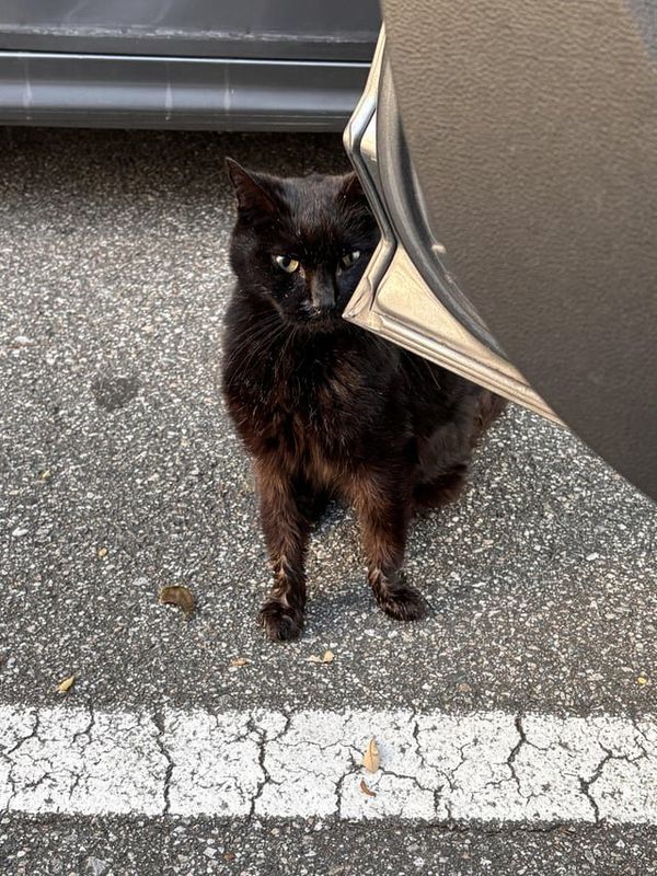 Lost Cat in K — Where do I bring a sick stray cat?