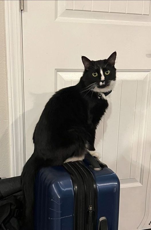 Lost Cat in Port Orchard — listing photo
