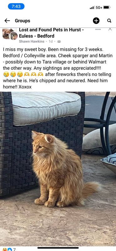 Lost Cat in Colleyville — listing photo