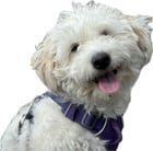 Lost Dog in New York, New York — listing photo