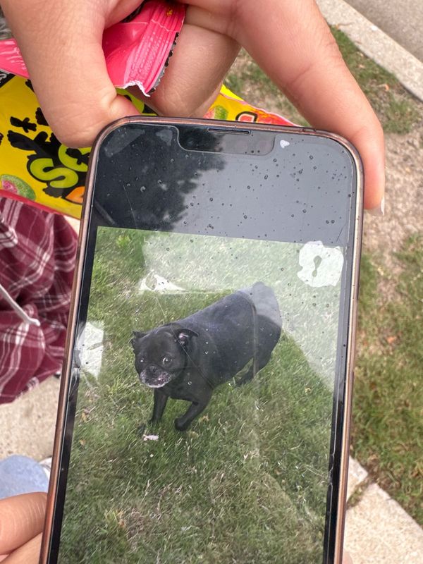 Found Dog in Pflugerville, Texas — listing photo