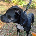 Lost Dog in Chattanooga, Tennessee — listing photo