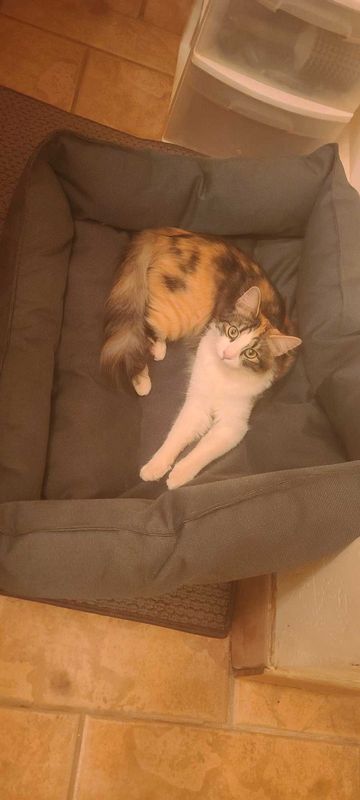 Lost Cat in Arizona City — listing photo