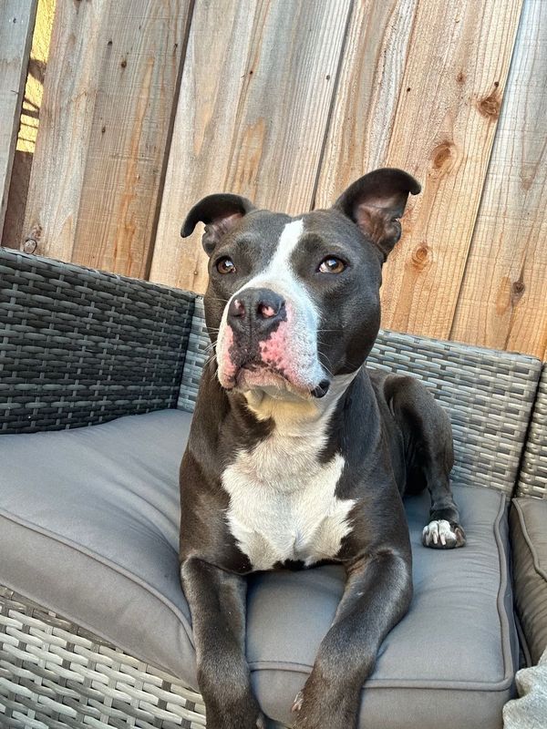 Found Dog in San Lorenzo — listing photo