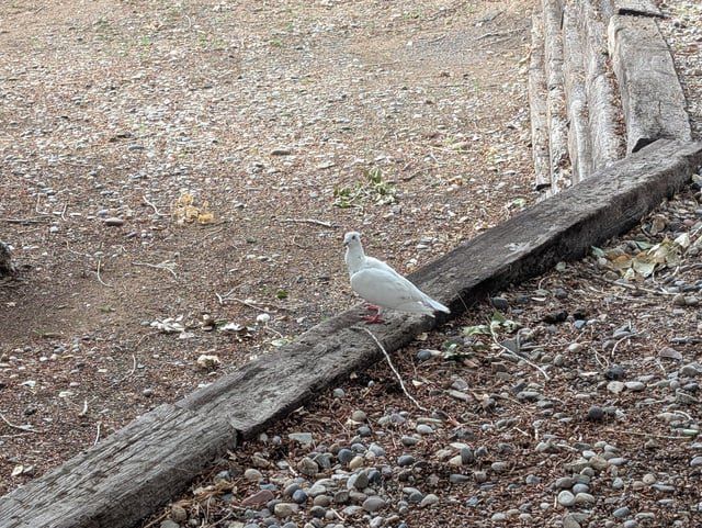 Lost Cat in Albuquerque, New Mexico — White/freckled pigeon found off Menaul