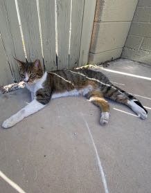 Lost Cat in Glendale, Arizona — listing photo
