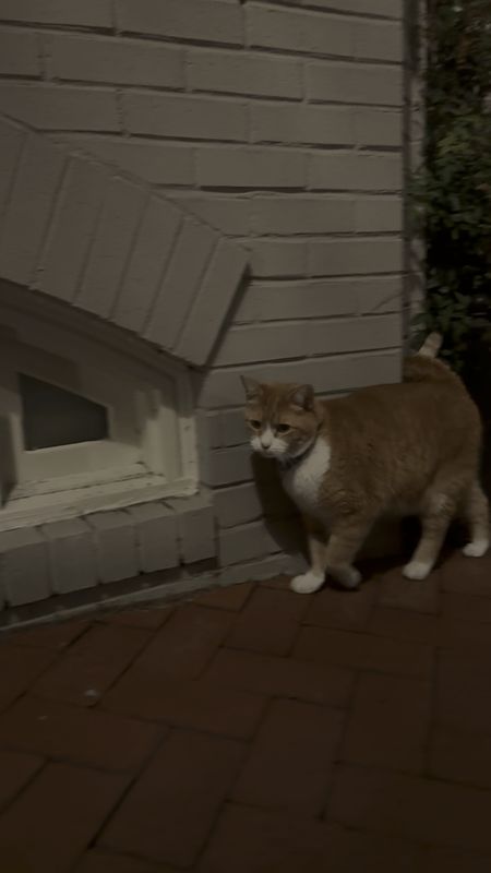 Lost Cat in Washington, District of Columbia — listing photo