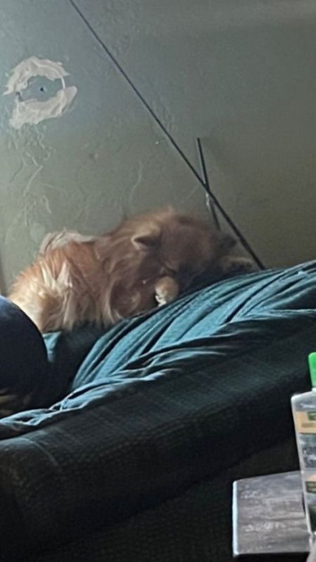 Lost Dog in Moses Lake — listing photo