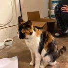 Lost Cat in Oklahoma City, Oklahoma — listing photo
