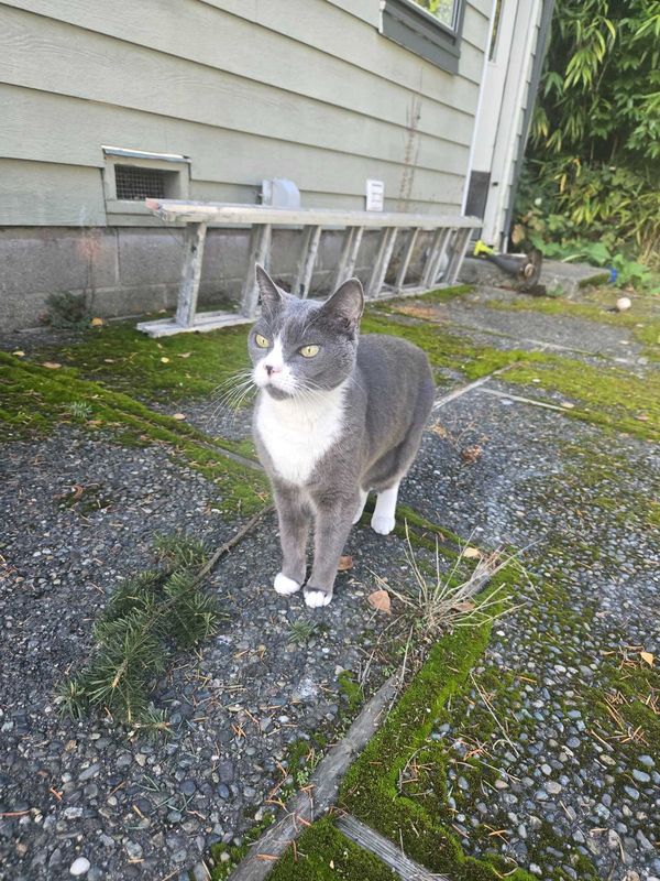Lost Cat in Shoreline, Washington — listing photo