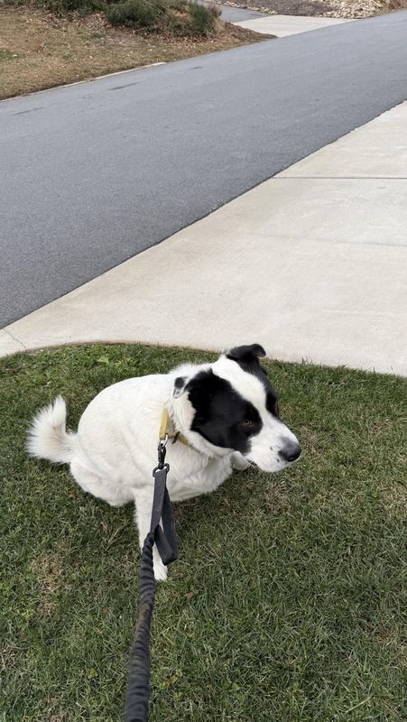Found Dog in Asheville, North Carolina — listing photo