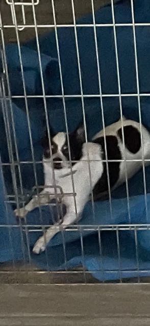 Lost Dog in Happy Jack — listing photo