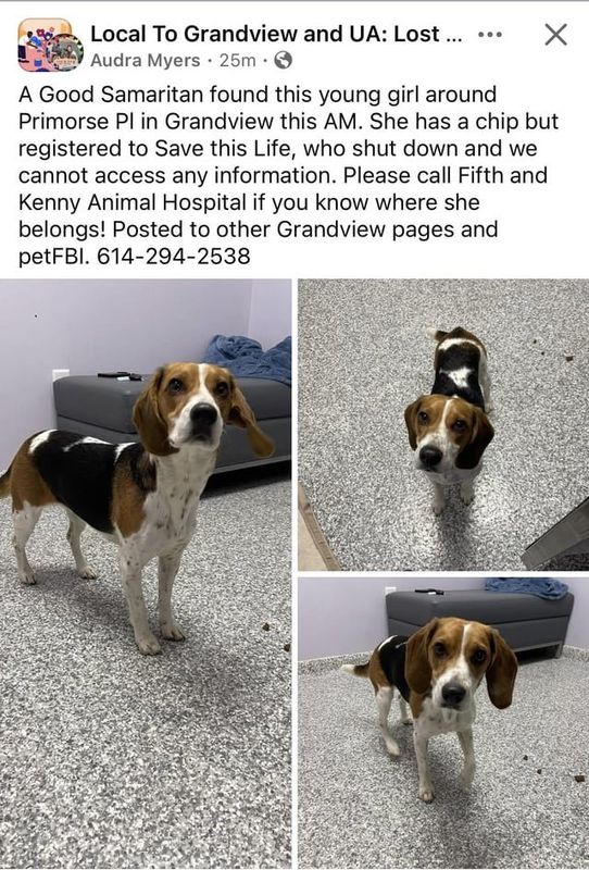 Lost Dog in Columbus, Georgia — listing photo