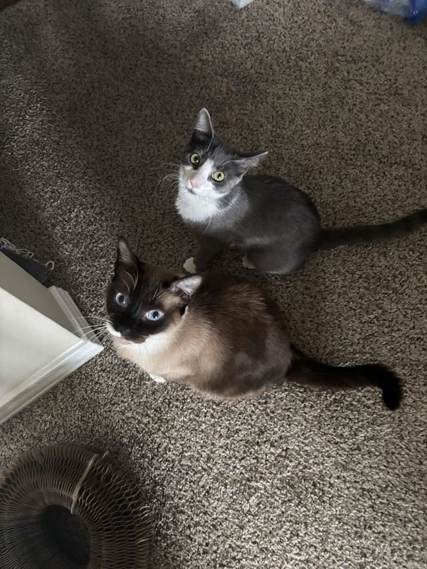 Found Cat in Dallas, Texas — Update: Found Siamese Cat