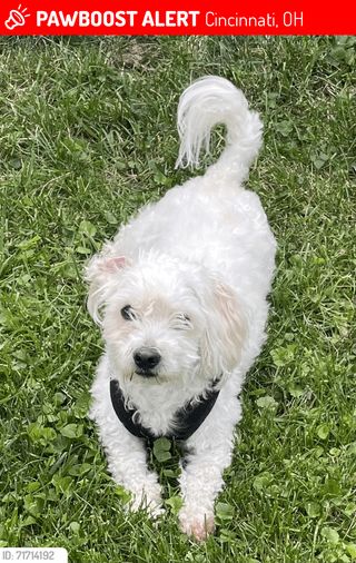Lost Dog in Cincinnati, Ohio — listing photo