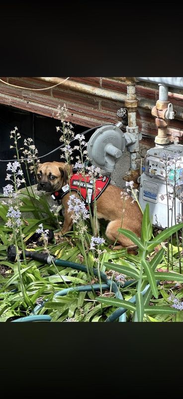 Found Dog in Seattle, Washington — listing photo