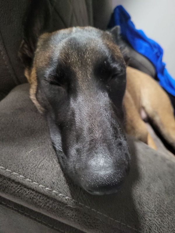 Lost Dog in Miami, Florida — My dog is lost, she was last seen near 730 NW 114th St, Miami, FL 33168