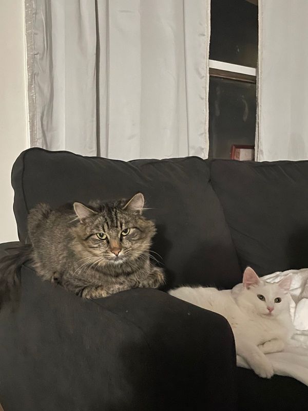 Lost Cat in Mountain View, California — listing photo