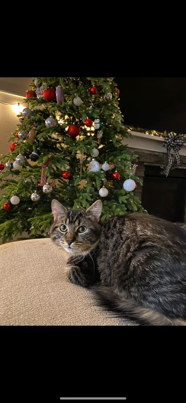 Lost Cat in Sherwood — listing photo