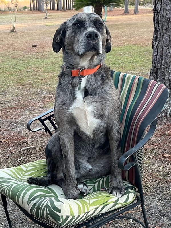 Lost Dog in Doerun — listing photo