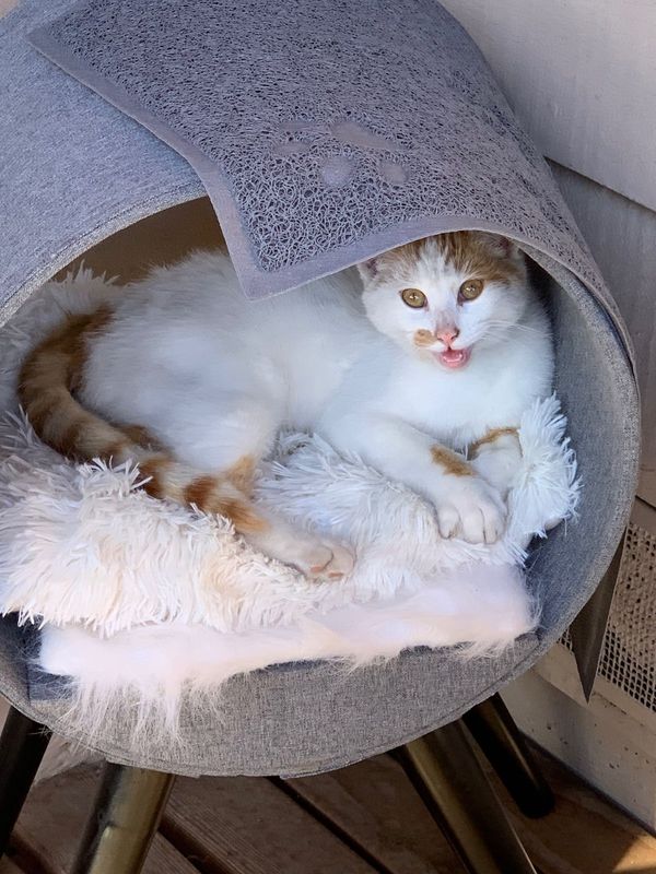 Lost Cat in Salinas, California — listing photo