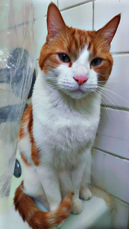 Lost Cat in Las Cruces, New Mexico — listing photo