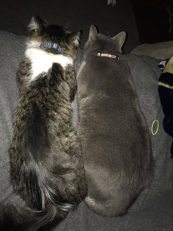 Lost Cat in Los Angeles, California — listing photo