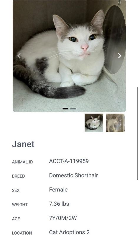Found Cat in Philadelphia, Pennsylvania — Seeking adoption