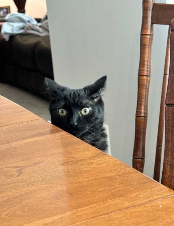 Lost Cat in Loris — listing photo
