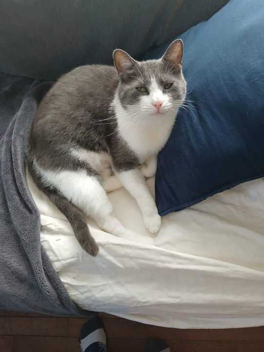 Lost Cat in Powell — listing photo