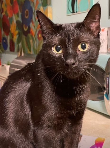 Lost Cat in Phoenix, Arizona — listing photo