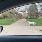 Lost Pet in Meridian, Mississippi — Running/lost pet