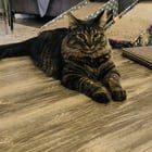 Lost Cat in Lane — listing photo