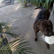 Lost Dog in Anaheim, California — listing photo