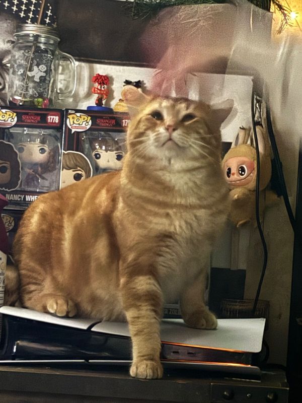 Lost Cat in Missoula, Montana — listing photo