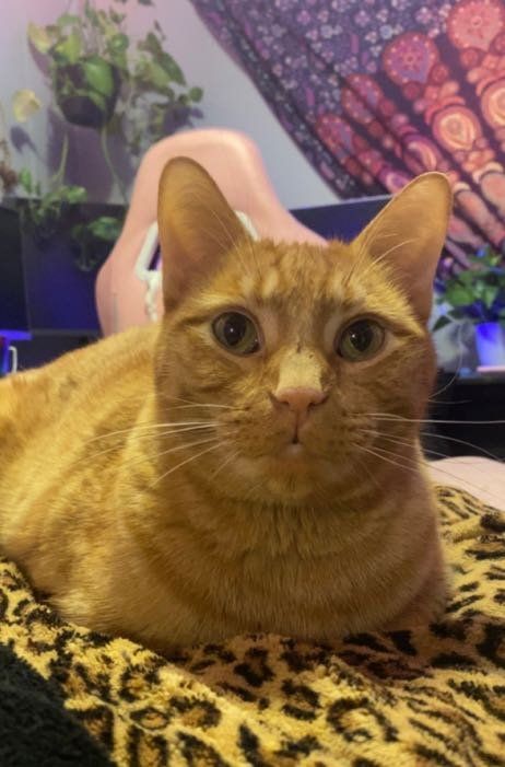 Lost Cat in Apache Junction, Arizona — listing photo
