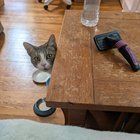 Found Dog in Philadelphia, Pennsylvania — Update: Chicken Cacciatore has been adopted! Here are more weirdo Philly street cats…