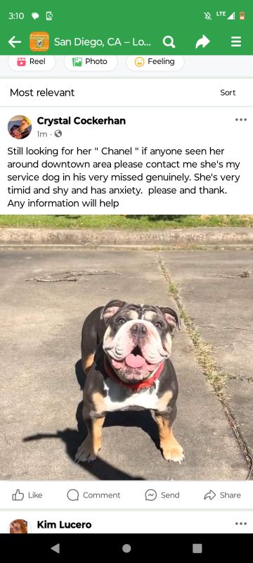 Lost Dog in San Diego, California — listing photo