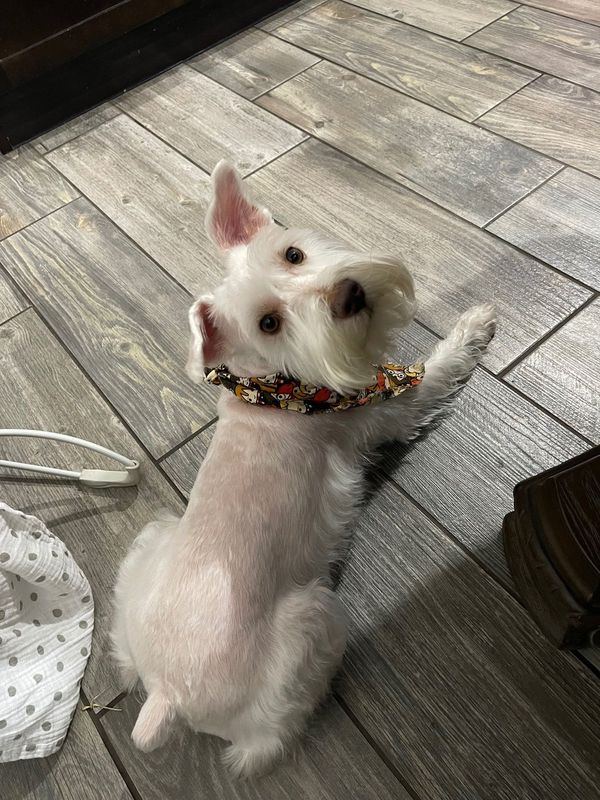 Lost Dog in Round Rock, Texas — listing photo