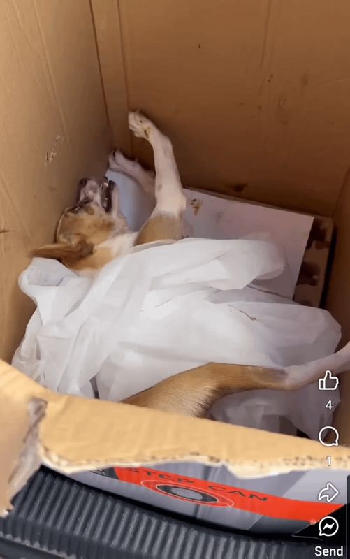 Lost Dog in El Paso, Texas — A convulsing dog was taken to AS, he was ignored. If you care about our animals, get Terry…