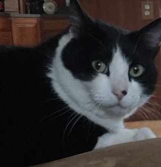 Found Cat in Hood River — listing photo