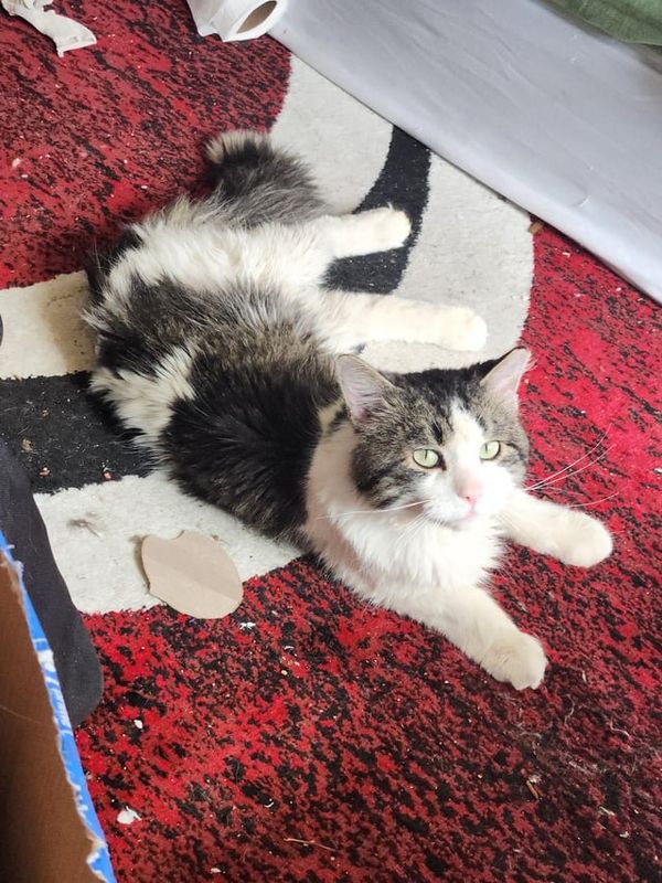Lost Cat in Denver, Colorado — listing photo