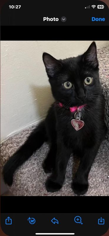 Lost Cat in Richmond, Virginia — listing photo